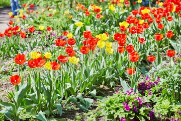 Field of poppies in summer in the park 