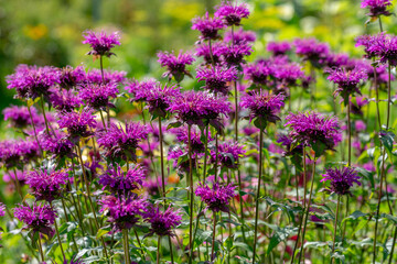 Monarda didyma Balmy Purple flowers gathered