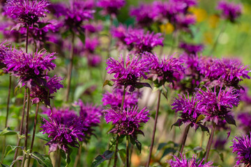 Monarda didyma Balmy Purple flowers gathered