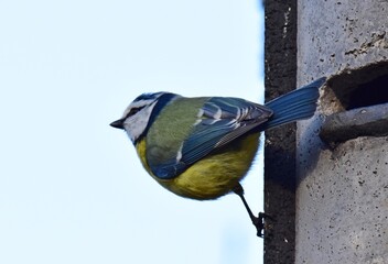 Obraz premium Blaumeise beim Nestbau