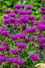 Obraz premium Monarda didyma Balmy Purple flowers gathered