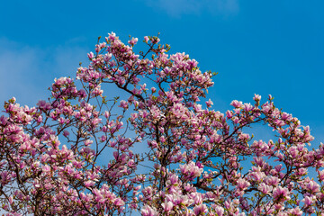 purple, red Cherry blossoms against a blurred background. Spring blooming tree. 