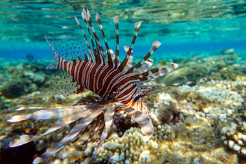 Lionfish on the coral reef
