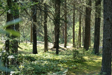 Fototapeta na wymiar Forêt paysage