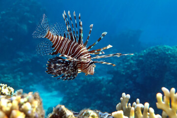 Fototapeta na wymiar Lionfish on the coral reef