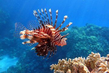 Naklejka na ściany i meble Lionfish on the coral reef