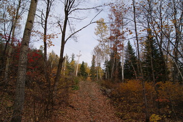 Forêt paysage