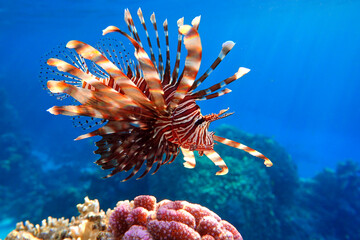 Lionfish on the coral reef