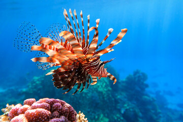 Lionfish on the coral reef