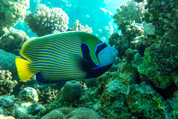 Fototapeta na wymiar Emperor Angelfish (Pomacanthus imperator) on a Coral Reef 