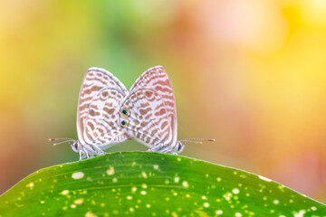 butterfly on green grass