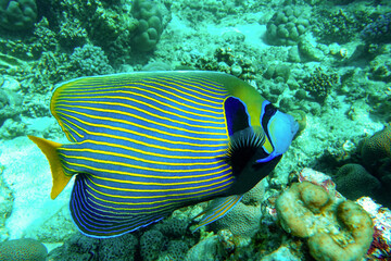 Naklejka na ściany i meble Emperor Angelfish (Pomacanthus imperator) on a Coral Reef 