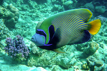 Fototapeta na wymiar Emperor Angelfish (Pomacanthus imperator) on a Coral Reef 