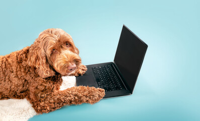 Dog using laptop computer on colored background. Fluffy brown or orange female Labradoodle dog is looking up at the camera with paws on notebook. Animals and pets using technology. Selective focus.