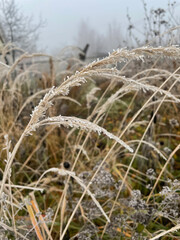Fototapeta premium Last years grass covered with frost, very cold weather in winter