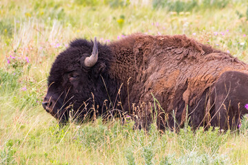 plains bison laying in the grass enjoying sunshine