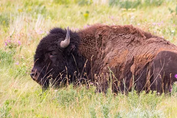 Stof per meter vlaktes bizons liggen in het gras en genieten van de zon © Amy
