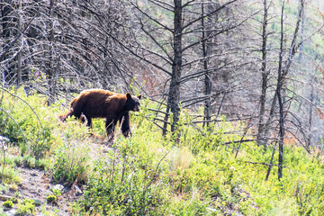 angry black bear running down grassy bank towards tourists that are getting too close