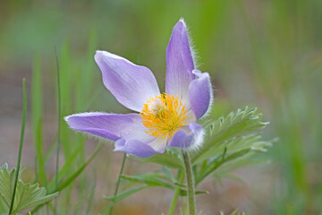 Prairie Crocus (Pasque Flower)