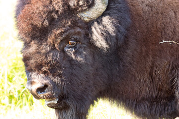 close up of bison face with detailed eye horn nose fur
