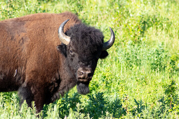 bison face with green grass editorial area