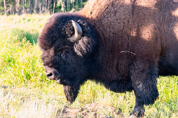 Clsoe up side profile of bison face