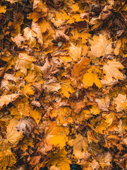 Autumn background with multicolored maple leaves on the ground