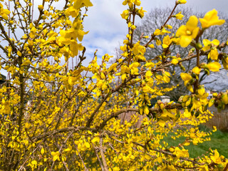 Close up view of a forsythia shrub in flower in spring.