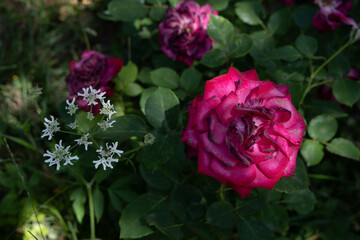 A beautiful red rose blooms on a green background next to it are some small white flowers.