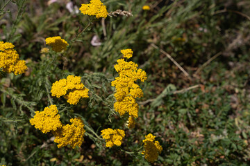 yellow field flowers bloom in a green meadow close - up.