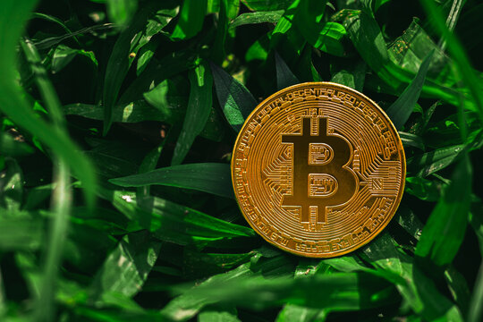 Environmental, Social and Governance. Renewable Cryptocurrency Mining. gold bitcoin on the grass
