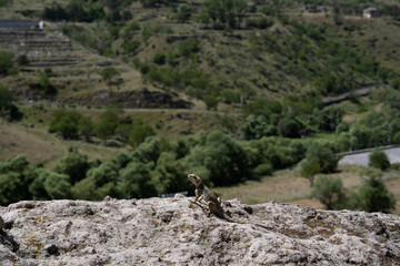 Georgia rocky mountains, where a small lizard sits on one big stone, on a sunny and hot day.