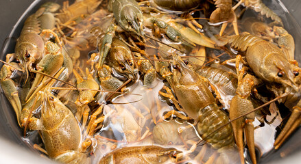 Live crayfish in a bucket caught in the river.