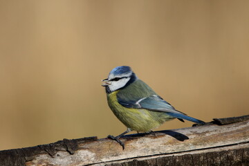A perching Blue tit, mesange bleu.