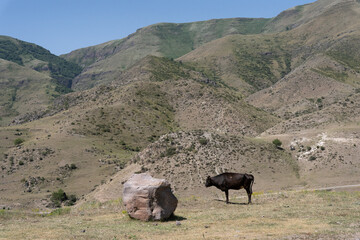 Georgia rocky mountains with one black cow standing next to a large rock