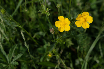 bright yellow flowers stand out in the summer sun on a green dark background