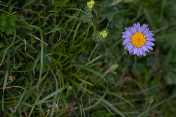 a beautiful purple flower blooms with a yellow center, green grass all around and a flower in the upper left corner