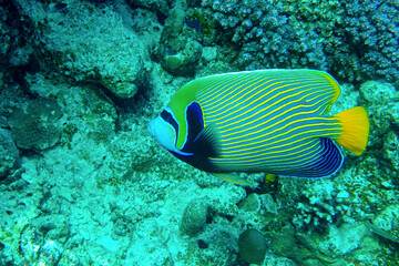 Fototapeta na wymiar Emperor Angelfish on a Coral Reef