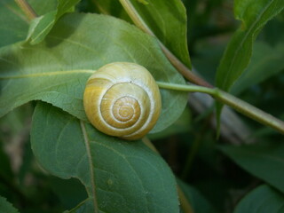 Escargot