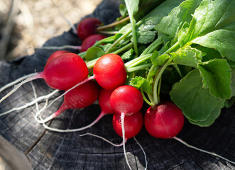 Fresh radish on a wooden board.