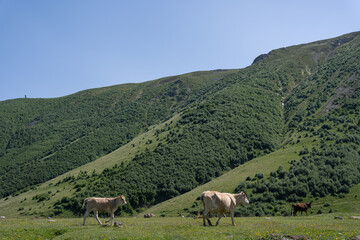 various cows graze in the green mountains of Georgia with a beautiful view of the mountains with blue skies