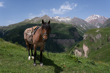 Fototapeta na wymiar a covered little brown horse stands on a hillside behind which you can see a number of Georgian mountain scenery with a blue sky on a beautiful summer day