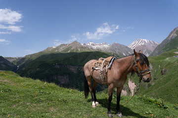 a covered little brown horse stands on a hillside behind which you can see a number of Georgian mountain scenery with a blue sky on a beautiful summer day