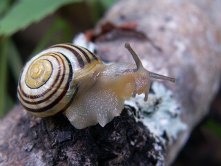 Escargot