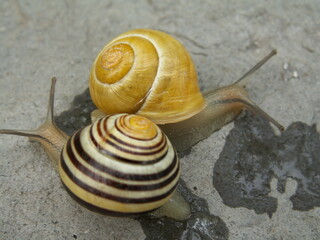 Escargot