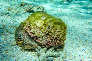 Stonefish (Synanceia verrucosa), Red sea, 