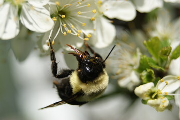 Abeille