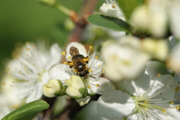 Abeille
