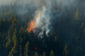 Forest fires due to climate change, large forests and national parks in danger from fires. - obrazy, fototapety, plakaty