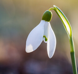 snowdrop flower